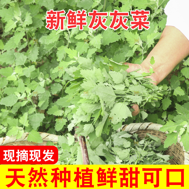 新鲜现摘灰灰菜