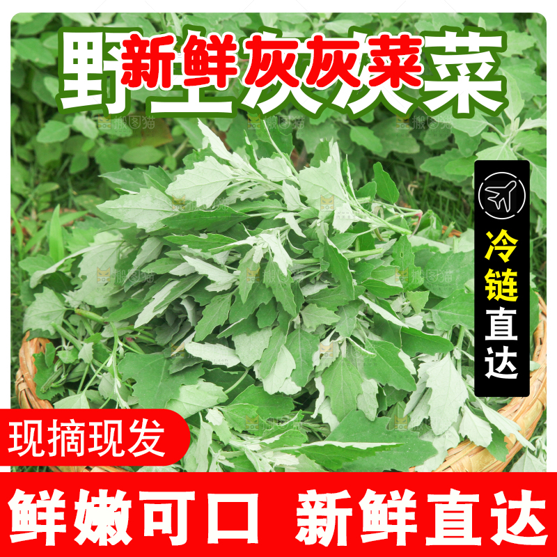 灰灰菜主图