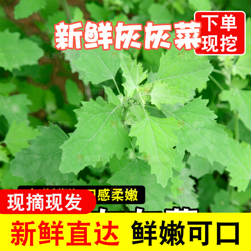 灰灰菜主图