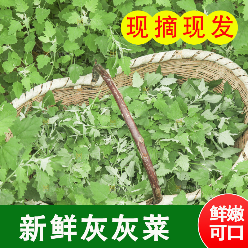 新鲜现摘灰灰菜