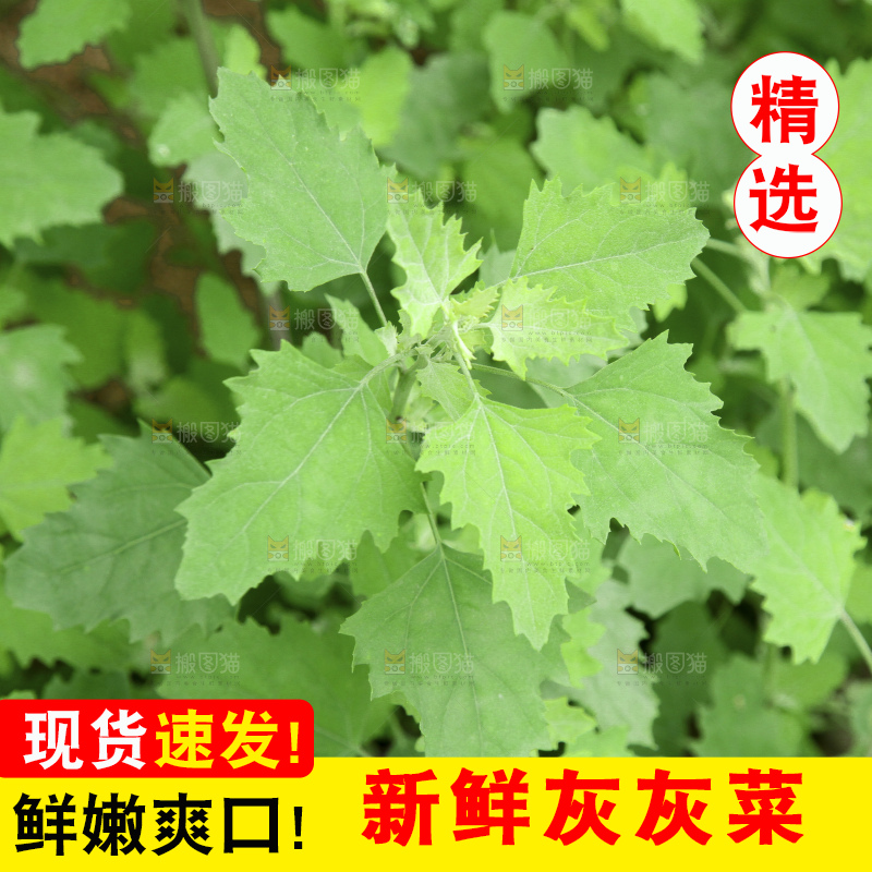 新鲜现摘灰灰菜