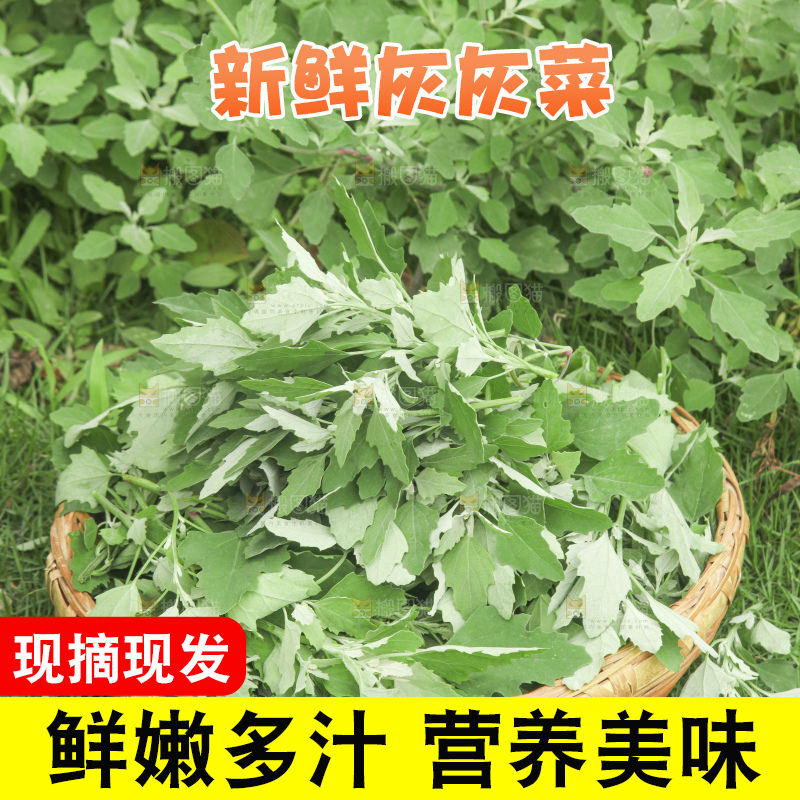 新鲜现摘灰灰菜
