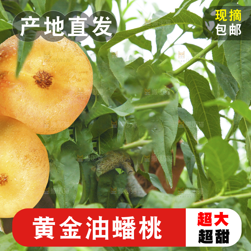 树上挂着新鲜油蟠桃