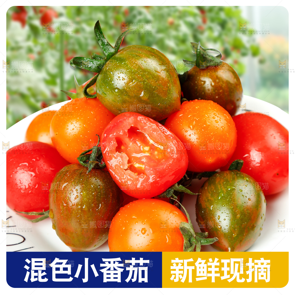 混合小番茄主图