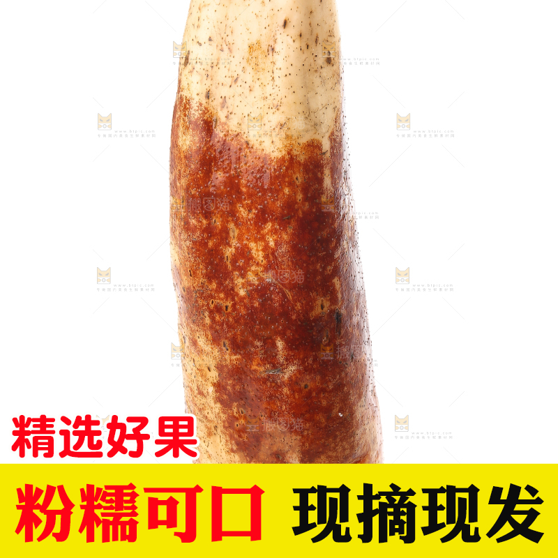 白底上的洪湖粉藕