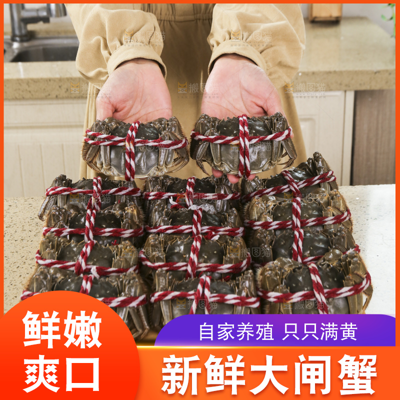 摆放整齐的大闸蟹
