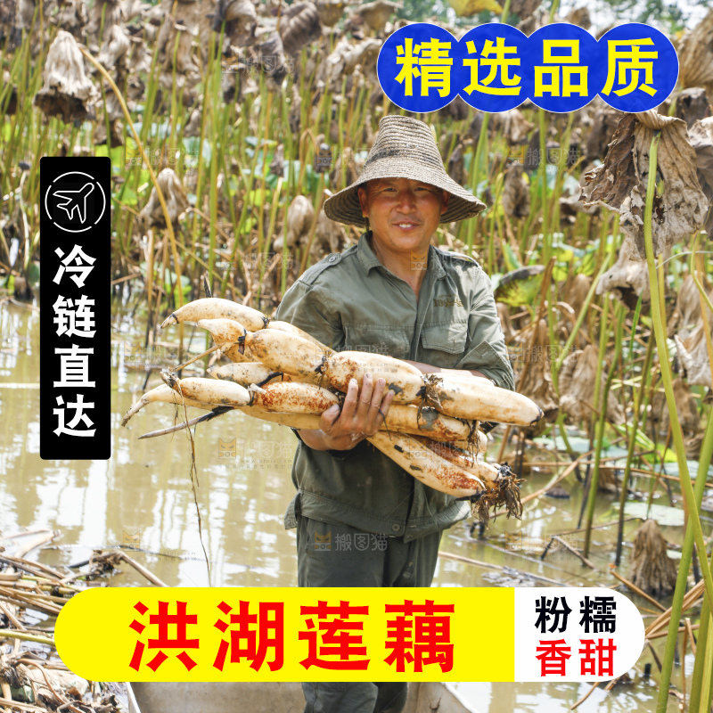 手里拿着新鲜莲藕