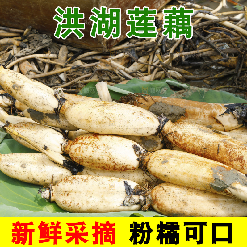 地上放着现挖莲藕