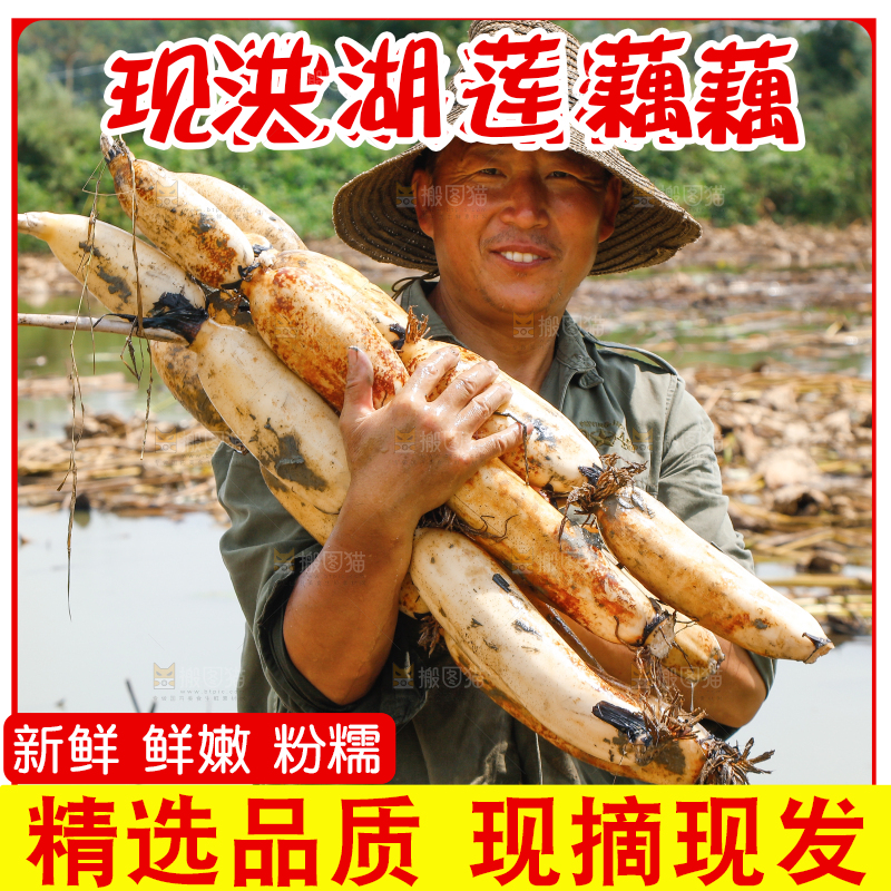 洪湖粉藕主图