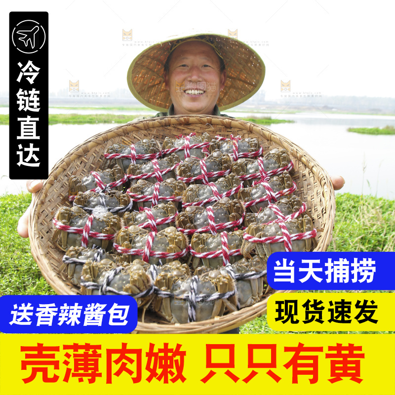 摆放整齐的大闸蟹
