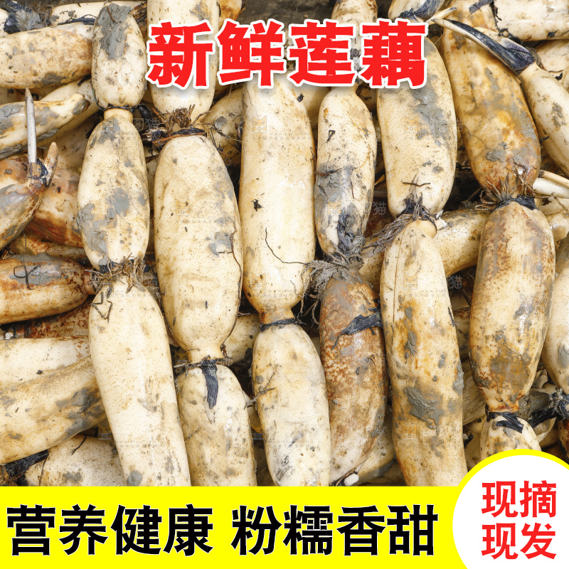 地上放着现挖莲藕