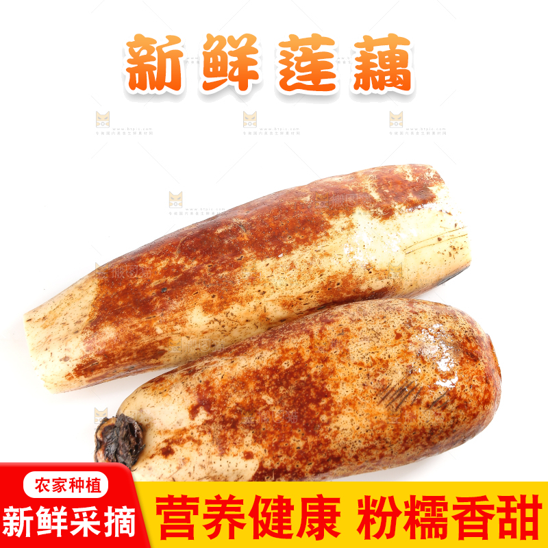 白底上的洪湖粉藕