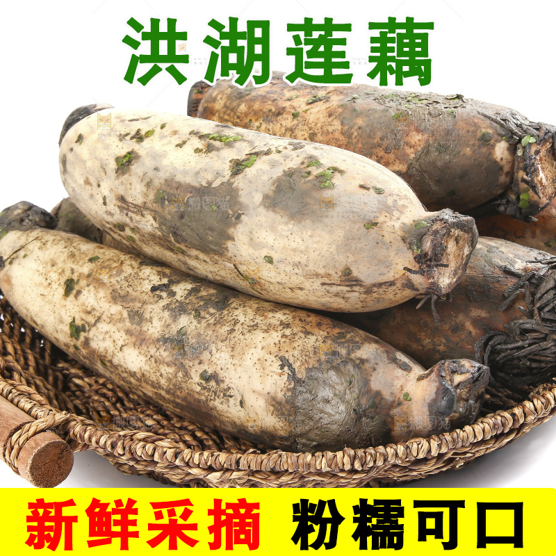 白底上的洪湖粉藕