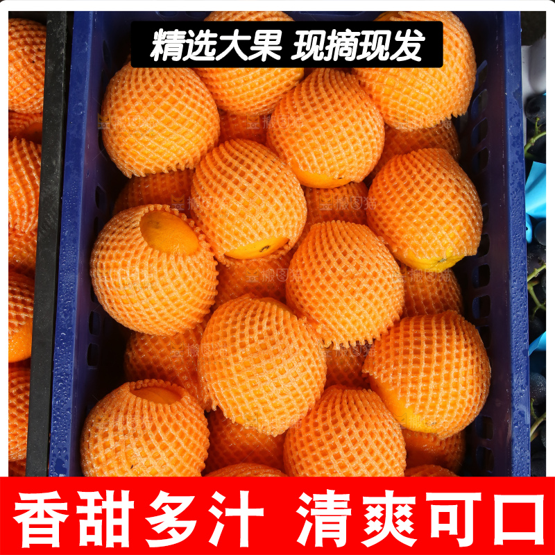 摆放整齐的脐橙