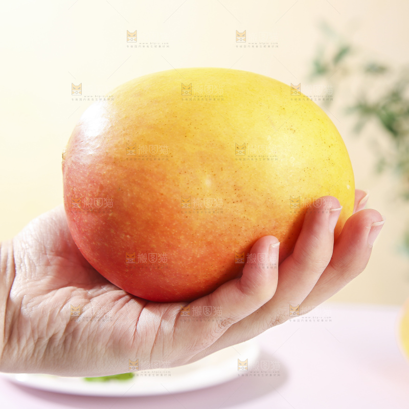 手上拿着黄金澳芒