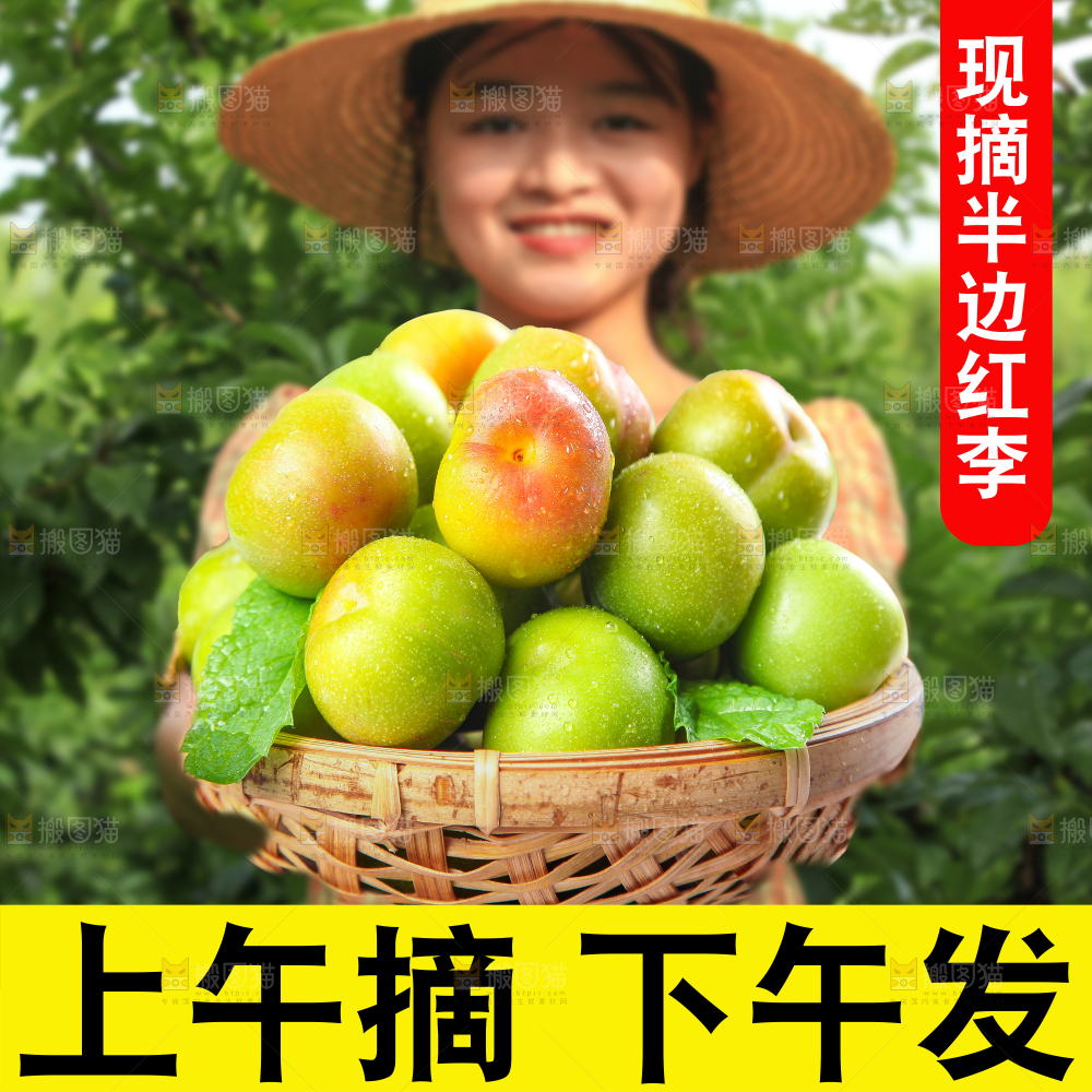 半边红李子主图