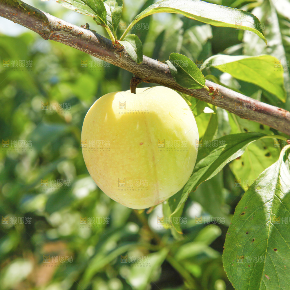 枝上挂着蜂糖李
