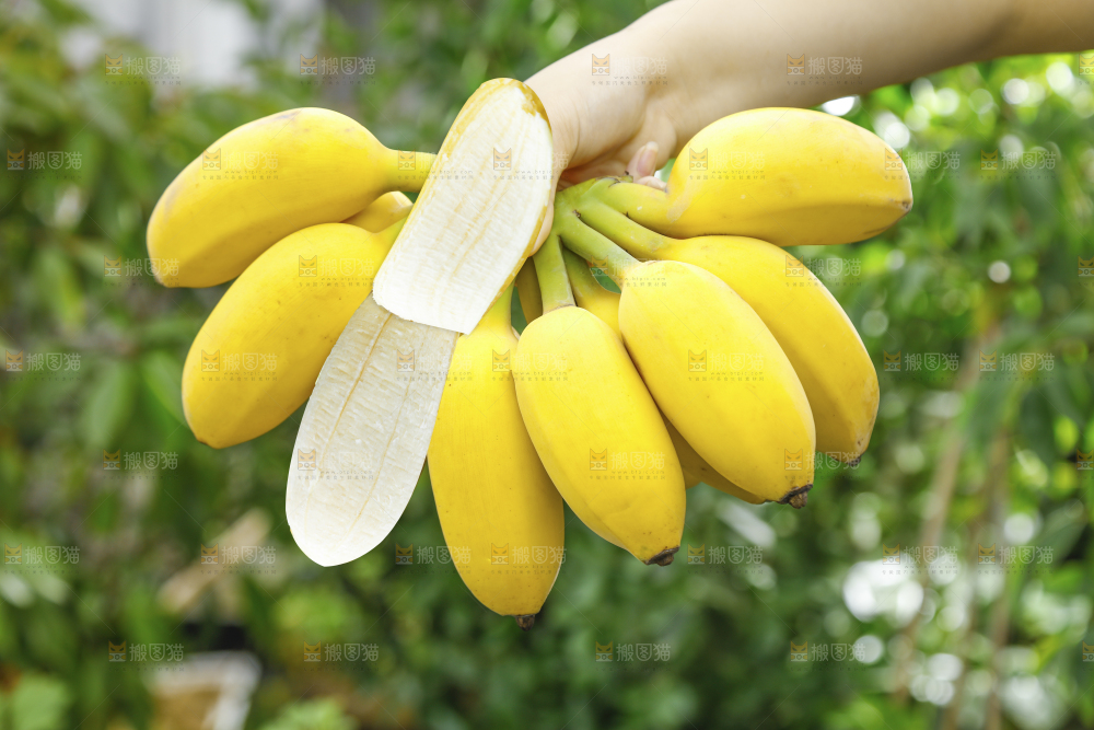 手里拿着苹果蕉