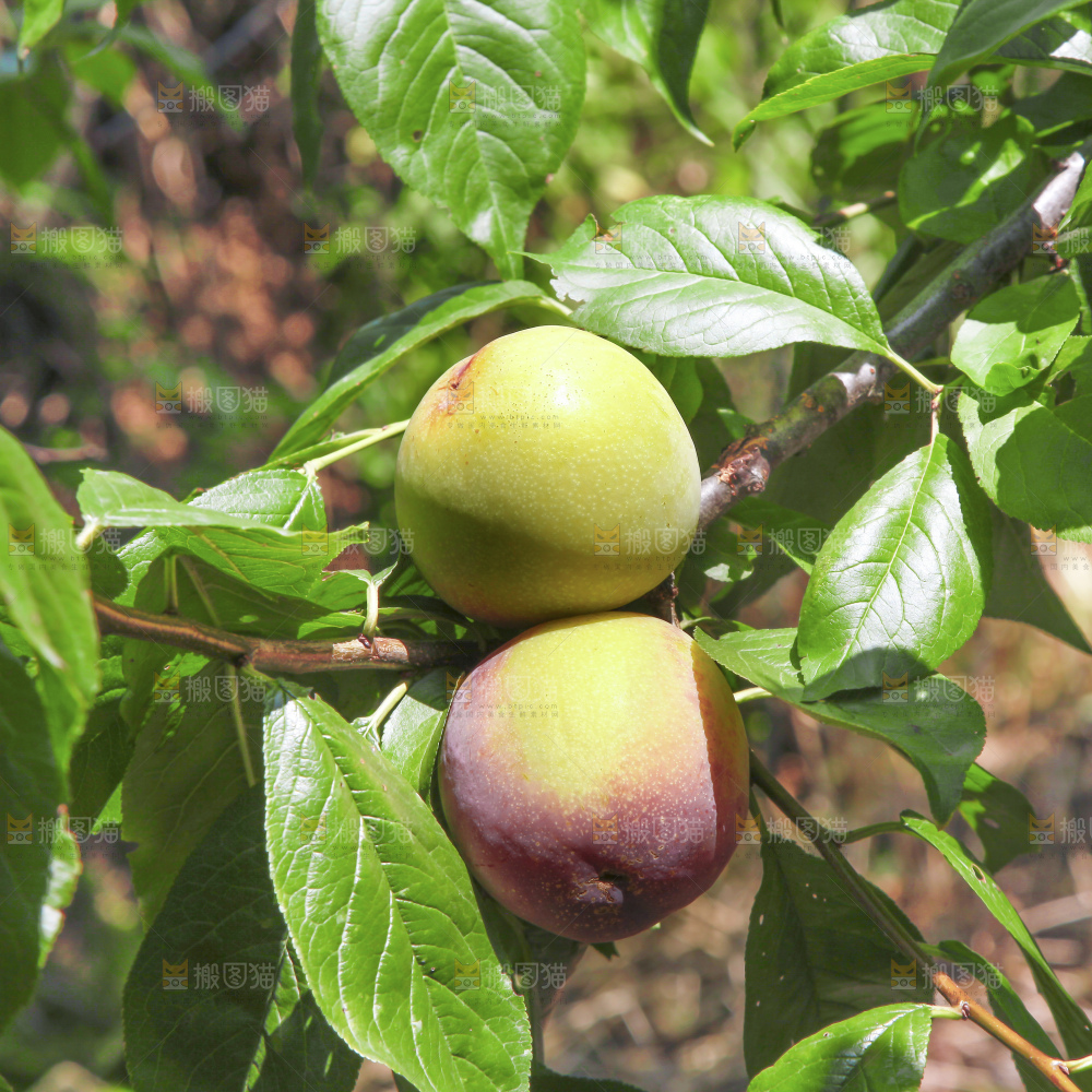 枝上挂着茵红李