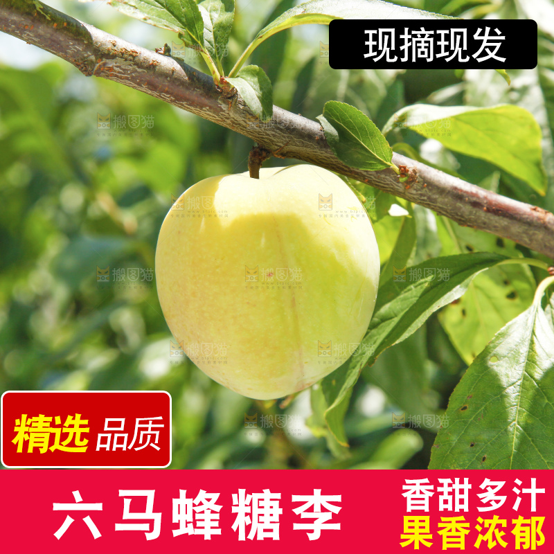 枝上挂着蜂糖李