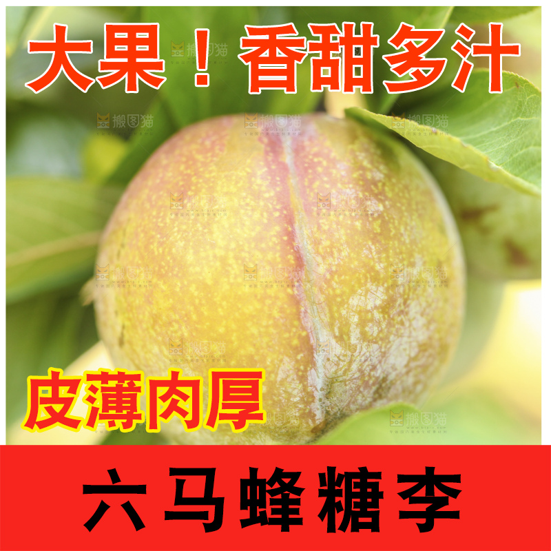 枝上挂着蜂糖李