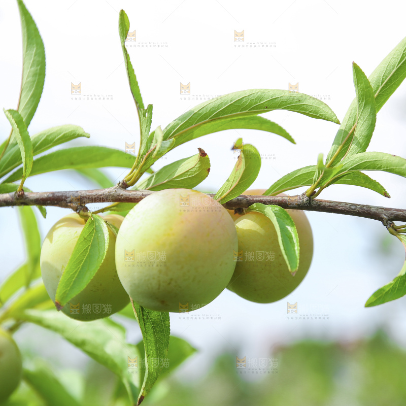 枝上挂着茵红李