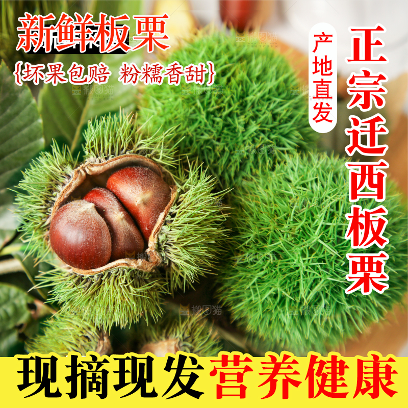 迁西板栗主图