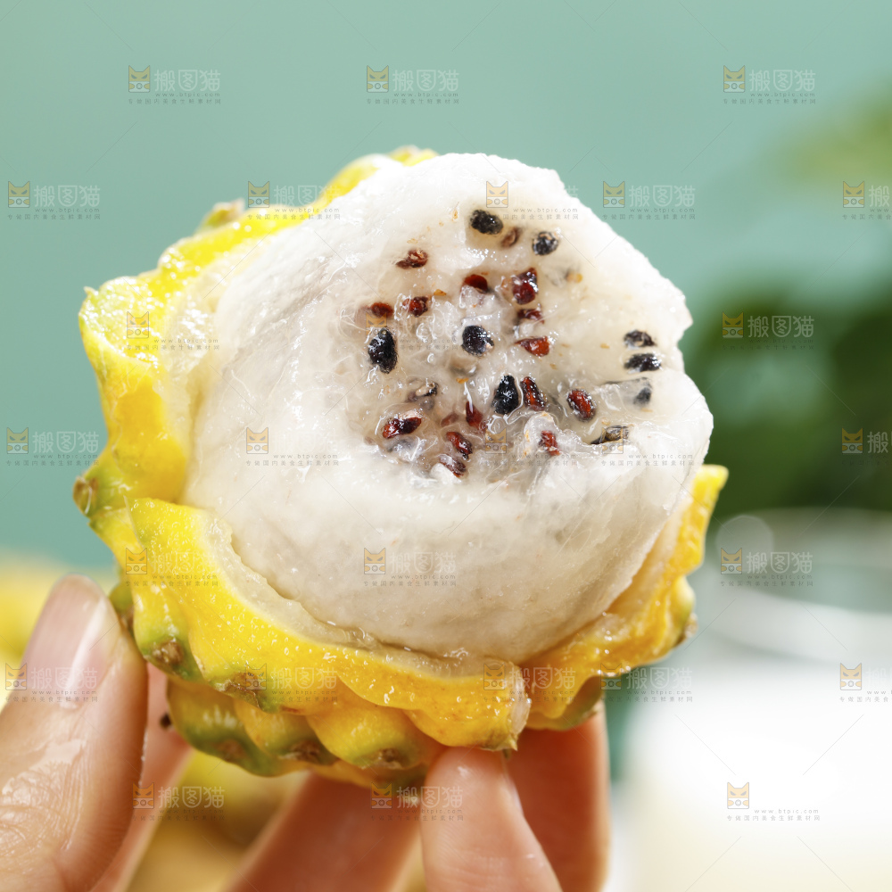 浅底上的麒麟果