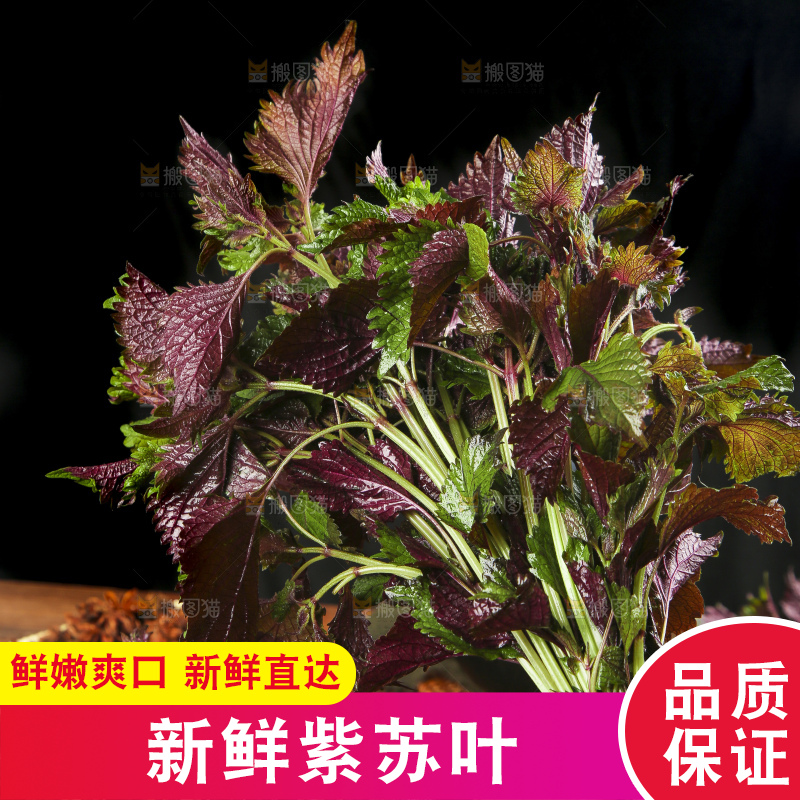 深底上的紫苏叶
