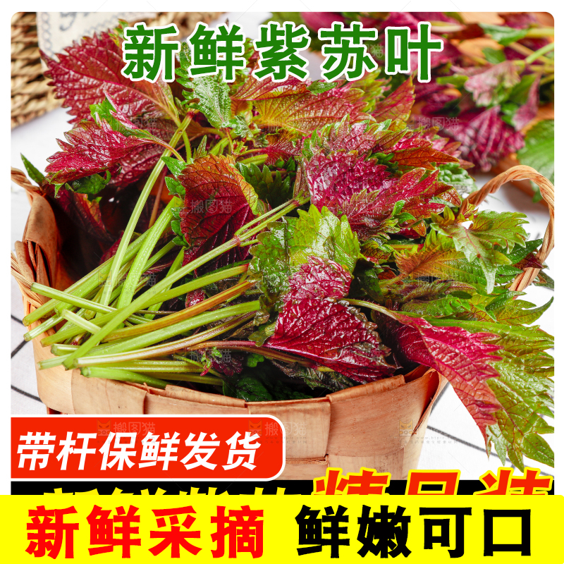 紫苏叶主图