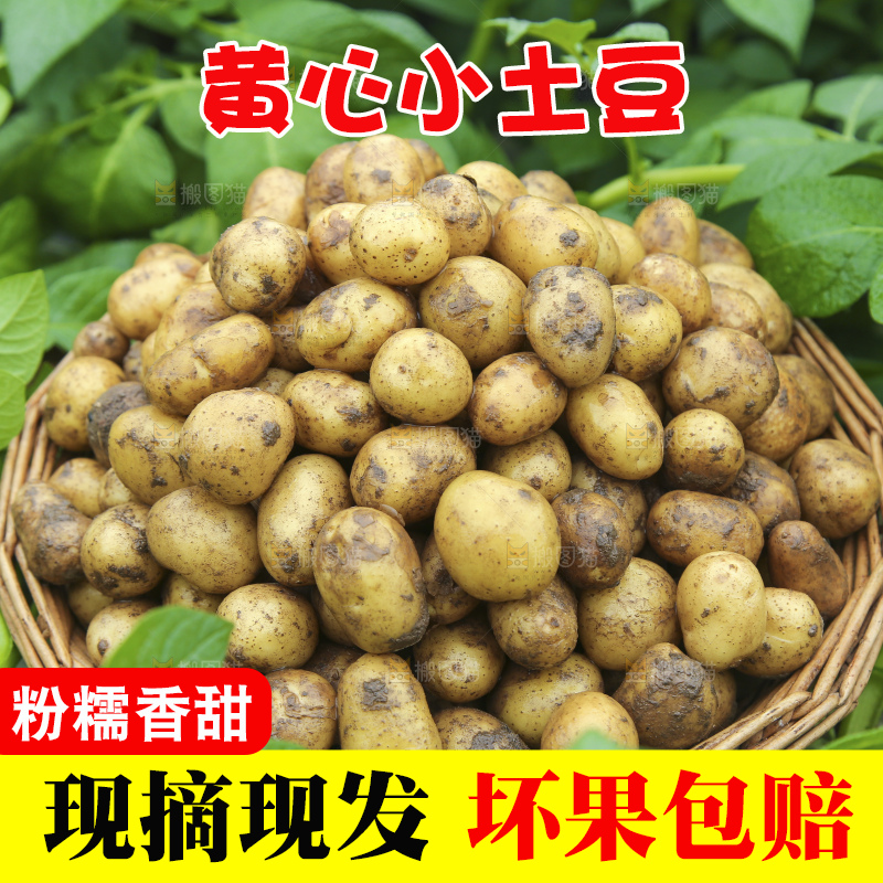 木底上的小土豆