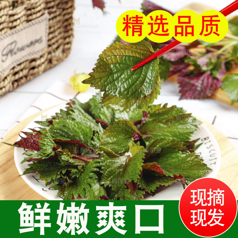 浅底上的紫苏叶