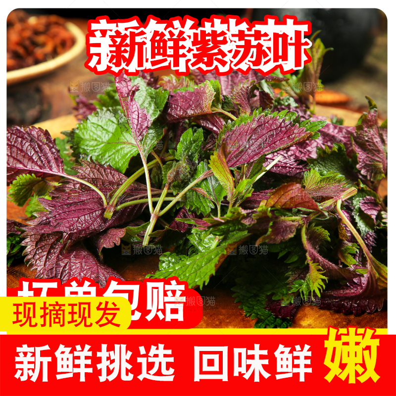 紫苏叶主图