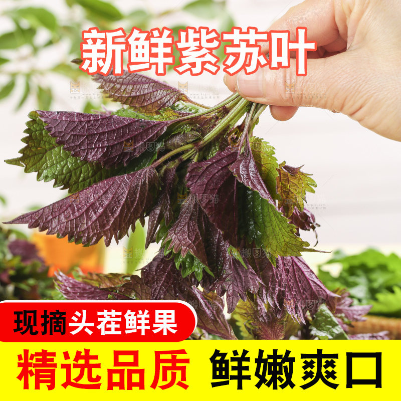 浅底上的紫苏叶