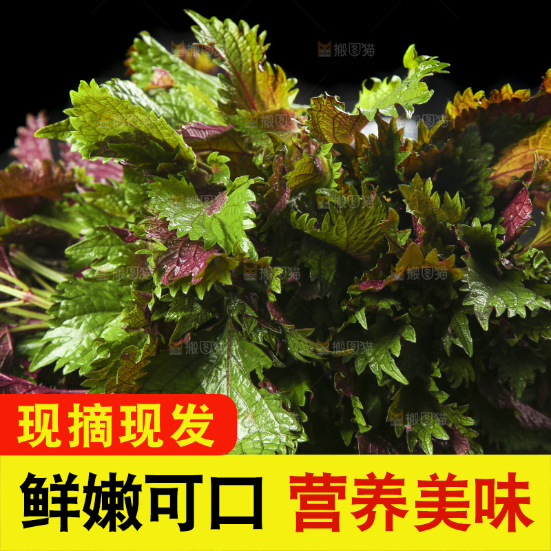 深底上的紫苏叶