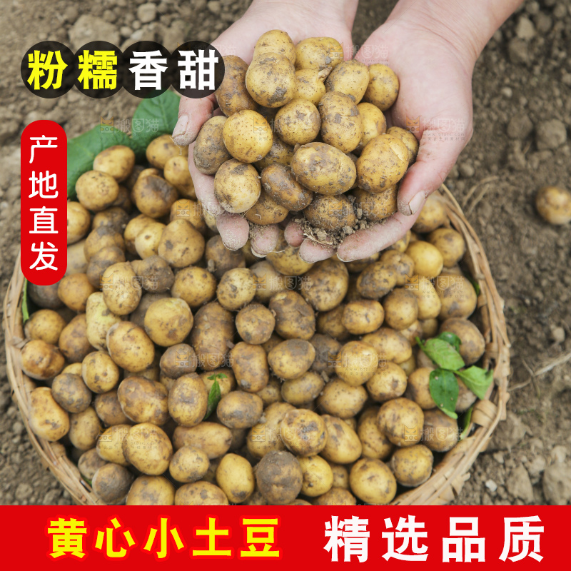 木底上的小土豆