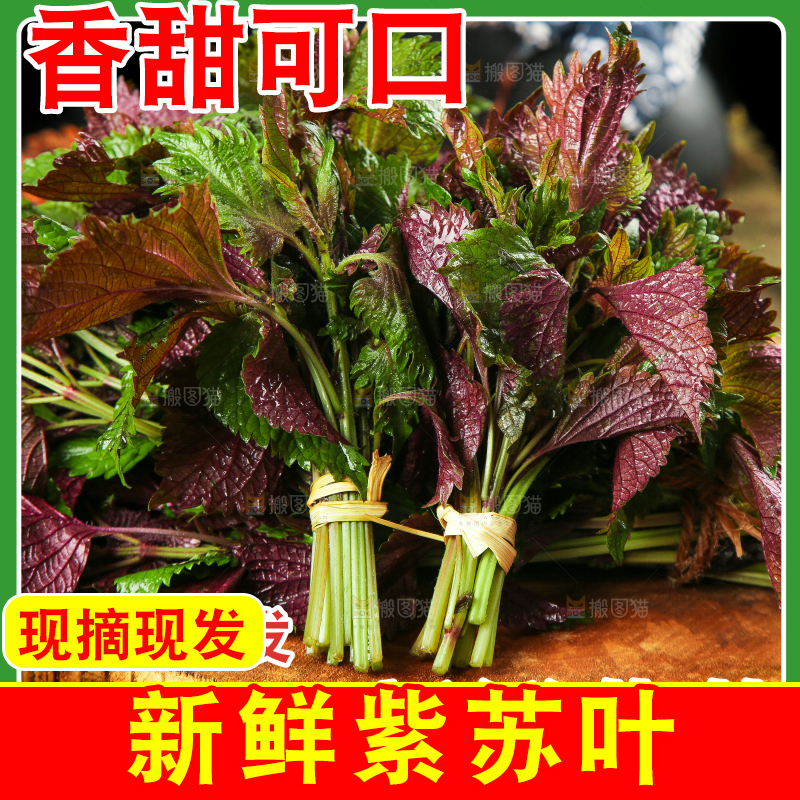 紫苏叶主图