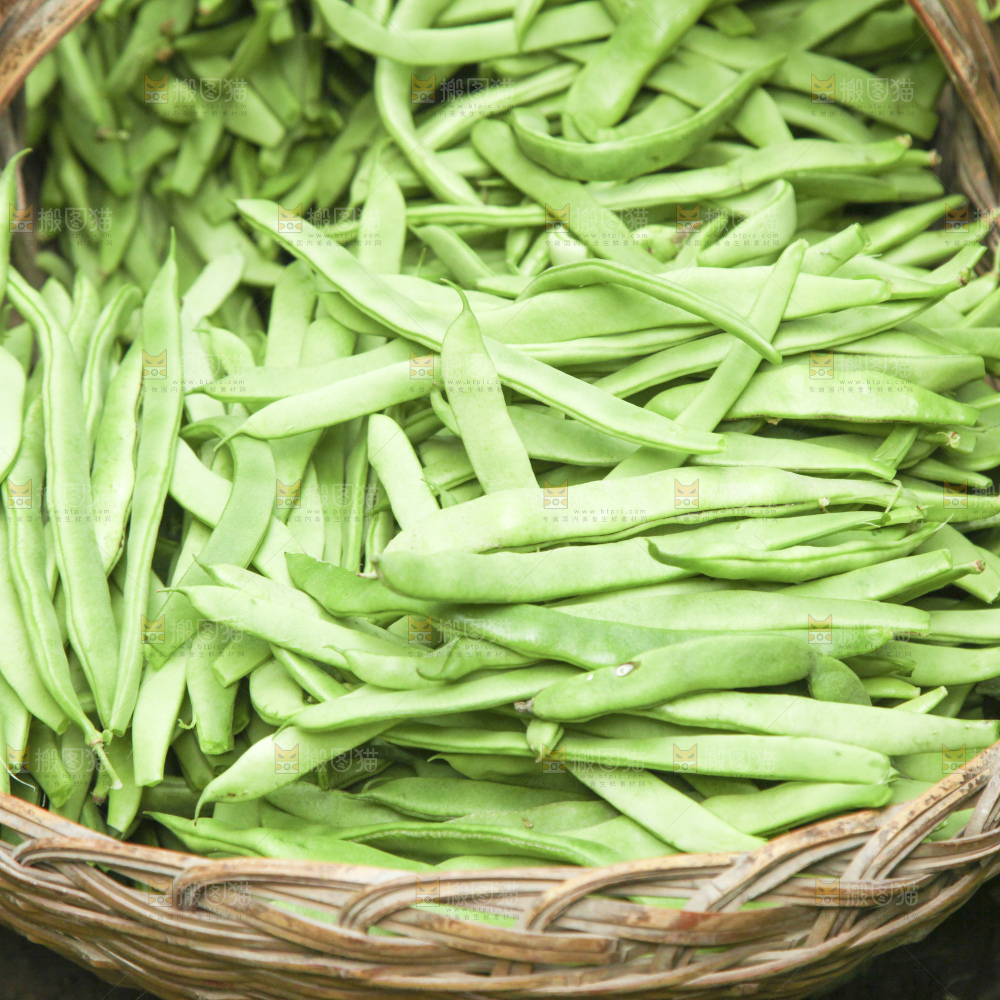 新鲜现摘的四季豆