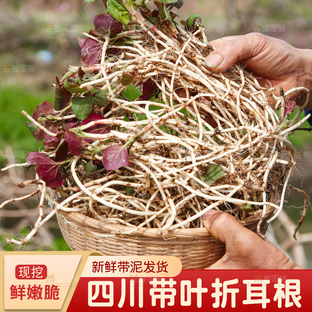 折耳根主图