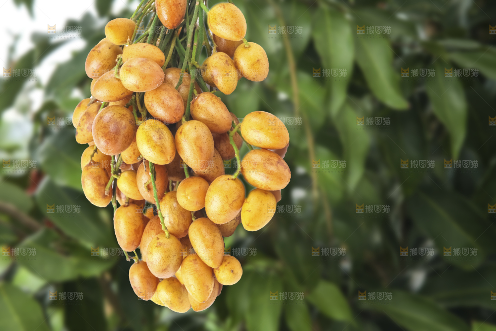 手里拿着一串黄皮果