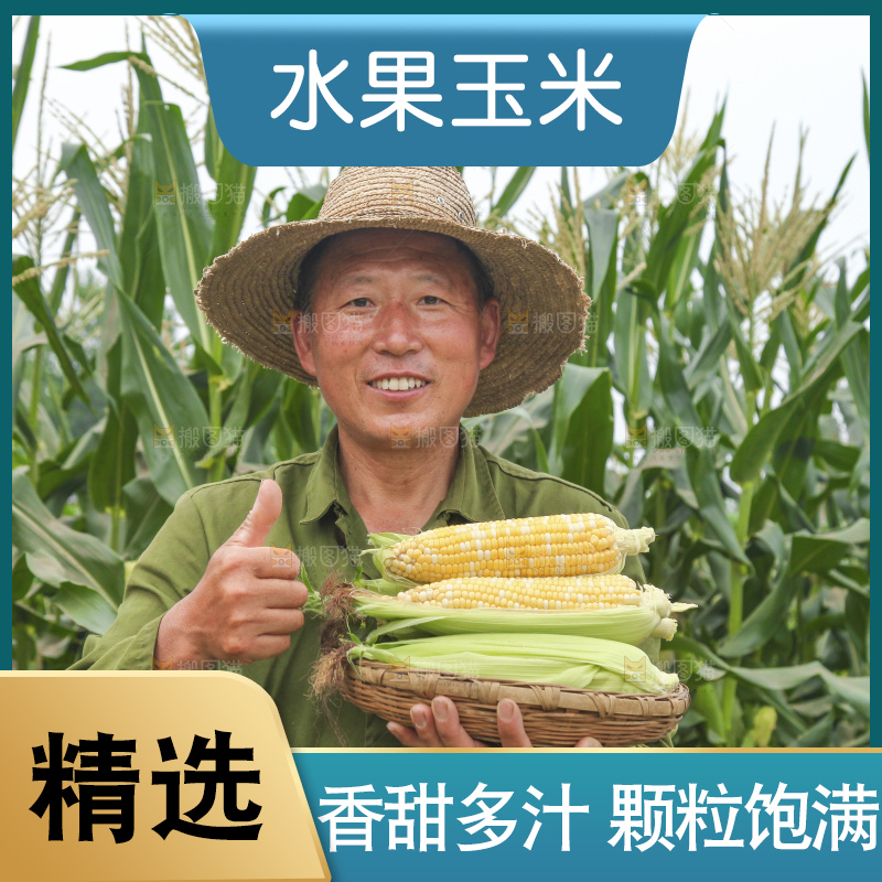 手里拿着新鲜玉米