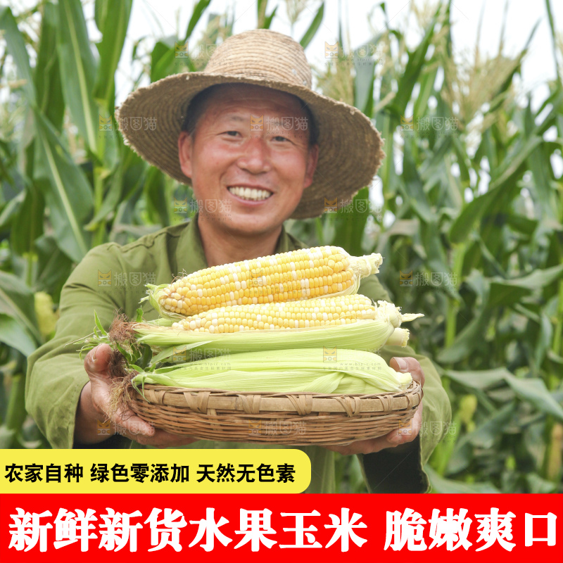 手里拿着新鲜玉米