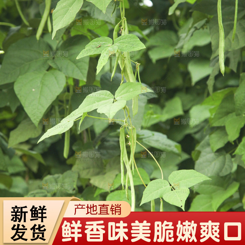 藤上的四季豆
