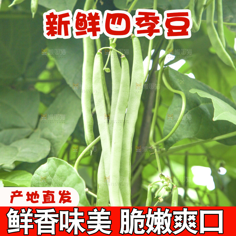 藤上的四季豆