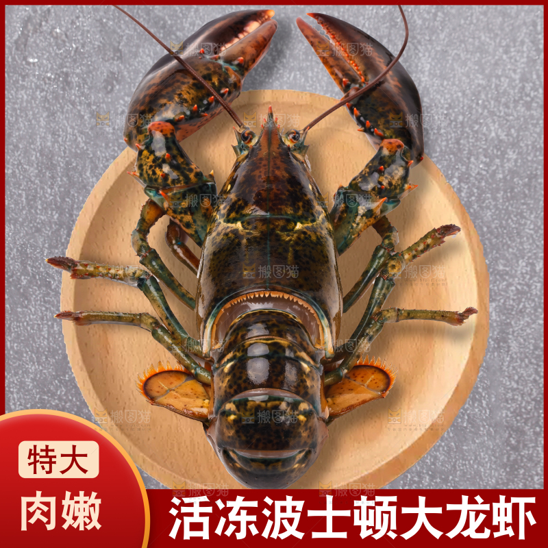 澳洲大龙虾