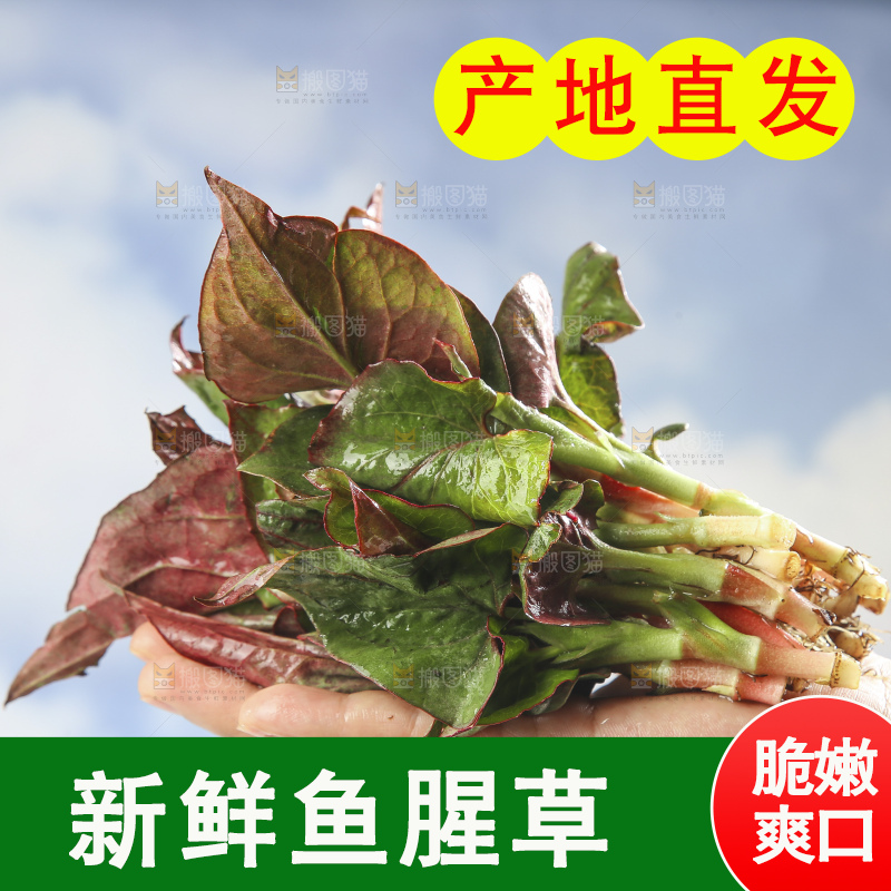 手里拿着鱼腥草
