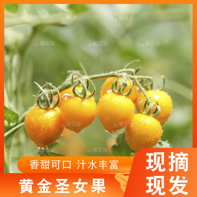 堆放着的黄金小番茄