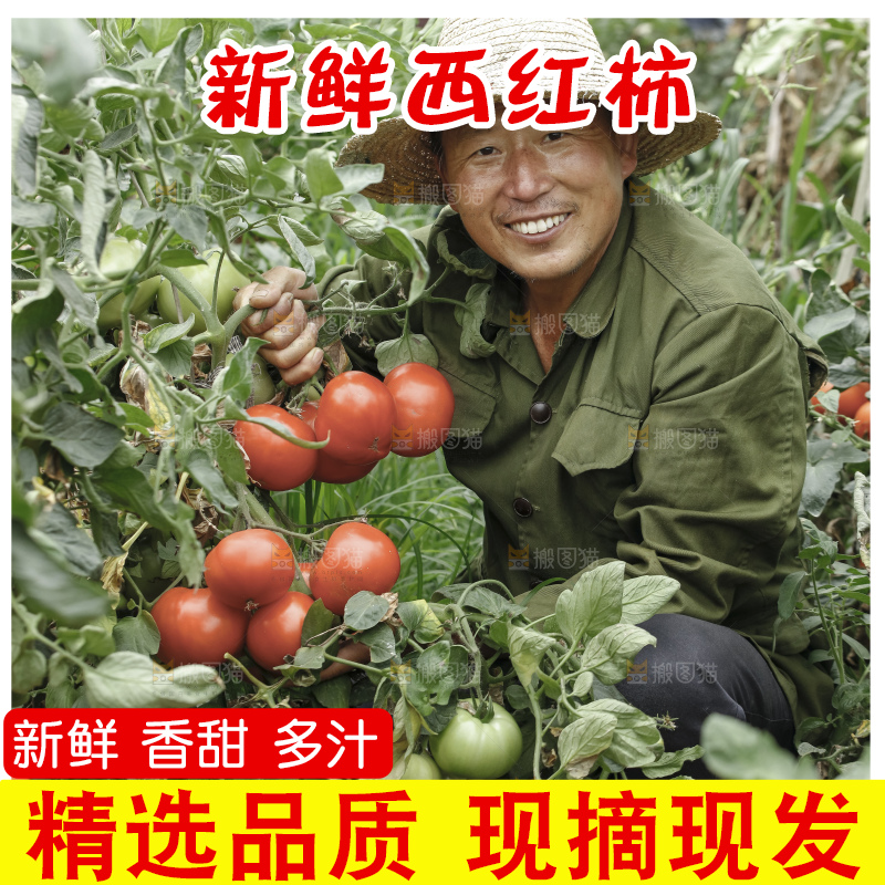 手里拿着沙瓤番茄