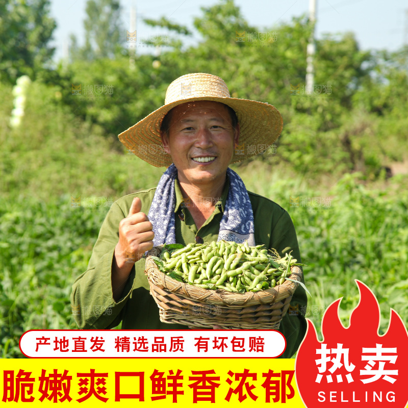 手里拿着现摘毛豆