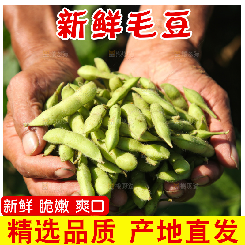 手里拿着现摘毛豆